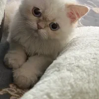 گربه ام 6ماهه است
