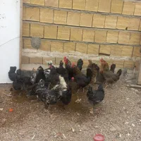 مرغ و خروس محلی