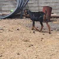 بز کهره ماده
