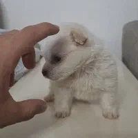 پامر خرسی فنجونی سفید Pomeranian