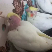 یک جفت عروس هلندی