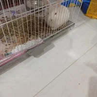 بچه خرگوش نر