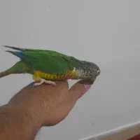 طوطی گرینچیک