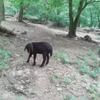 بره شیری  خوراک خور