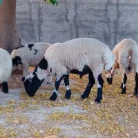 میش و بره وقوچ