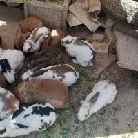 خرگوش|موش و خرگوش|مشهد, تبادکان|دیوار
