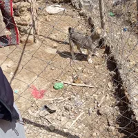 ماده پژدر