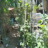 چنار|گل و گیاه طبیعی|تهران, تهرانسر غربی|دیوار