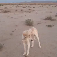 سگ گله