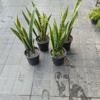 تخفیف باورنکردنی