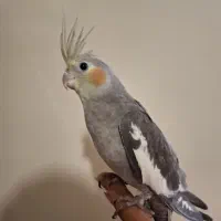 عروس هلندی رام و دستی 3 ماهه نر آوازخوان باهوش