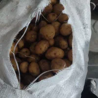 سیب زمینی سانتا 402