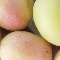 زرد آلو عسلی