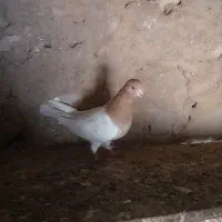 کبوتر باشی ساری