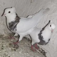 کفتر