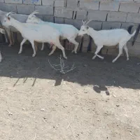 ۶راس بز سانن اصل جوان