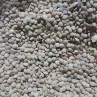 فروش نخد وعدس تازه کاشت امسال دیم وپزاهست