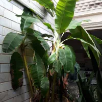 درخت موز