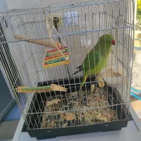 باسلام طوطی ملنگو سخنگو بدو حجت میندوماده