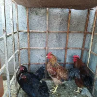 مرغ خروس