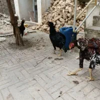 مرغ لاری و جوجه لاری