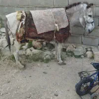 الاغ