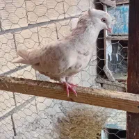 کبوتر سرور کرم دم سفید ماده کامل