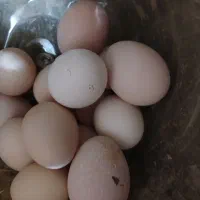 تخم مرغ نطفه دار کوردی و گلین رنگی