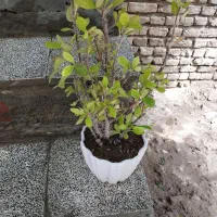 گل مرجان ۲۵۰هزار