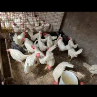 مرغ و خروس زنده قربانی