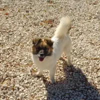 سگ دو رگه نر بسیار زیبا