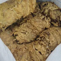 برگ زرد کیلو 800