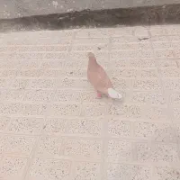 کفتر زرد کرمونی دم سفید