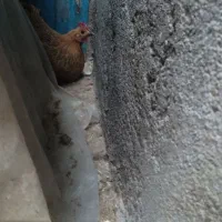 مرغ جوون