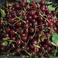 البالو درجه یک درشت