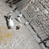 نر ماده