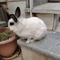 خرگوش بازیگوش