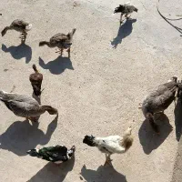 غاز و اردک خارجی