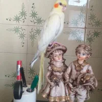 عروس