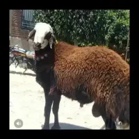 گوسفند زنده شبانه روزی با قصاب در محل