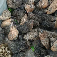 بلدرچین تخم گذار
