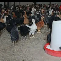 ج،وج،ه گلپایگانی بزرگ
