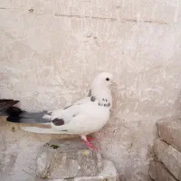کفتر ماده دوتا فروشی