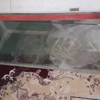 اکواریوم