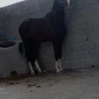 نریان دهشور