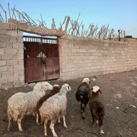 گوسفند