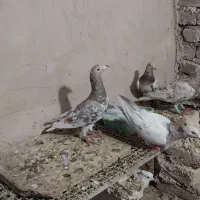 کفتر سرور هفت رنگ قدیمی