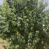 اجاره باغ گلابی و الو امریکایی