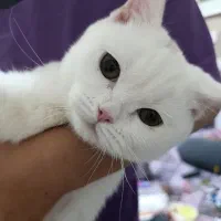 گربه اسکاتیش انفولد نر و ماده