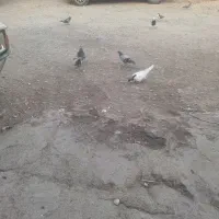 روسری سیاه دوبر گرفته نر